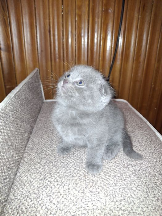 Скотиш фолд продажа