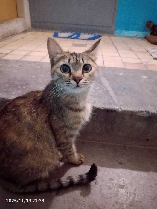 Красавица, умная молоденькая кошечка