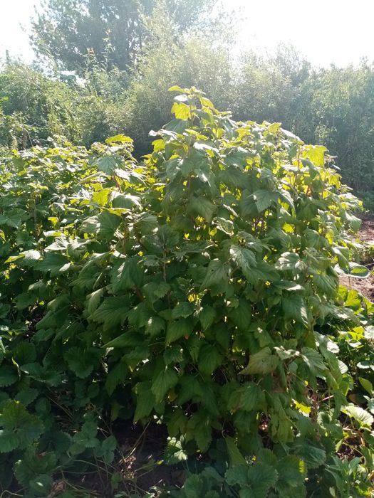 Продам кусты чёрной смородины, малины, клубники
