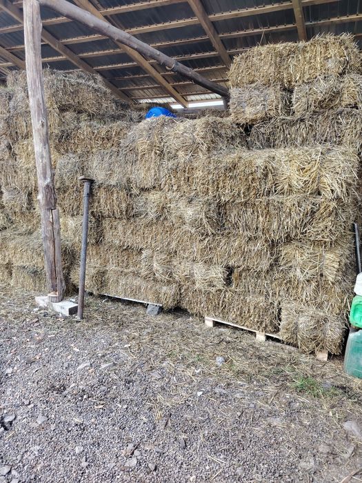 De vanzare baloti de paie si sfecla furajier