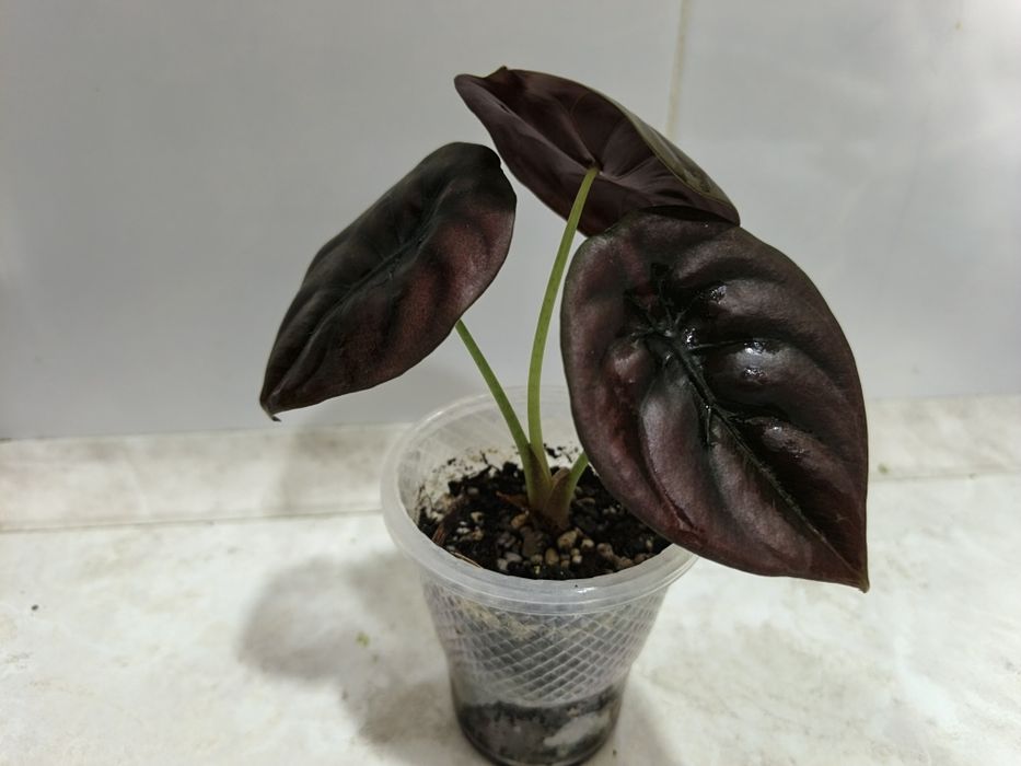 Продаются алоказии Ред Сикред, Мело