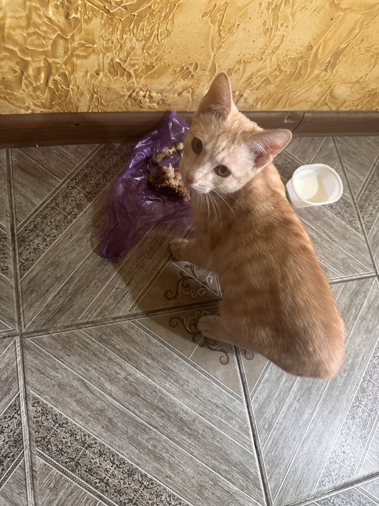 Отдам рыжего котёнка ласковый