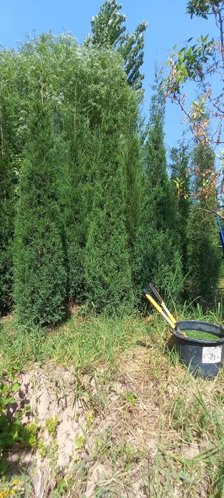 Xar xil turdagi archalar bor