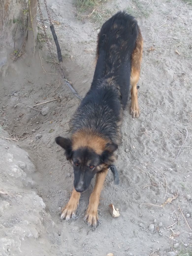 Apcharka laqabi lora