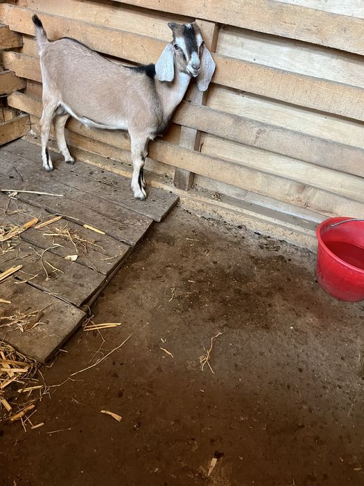 Tapuc de 5 luni spre vanzare si iada