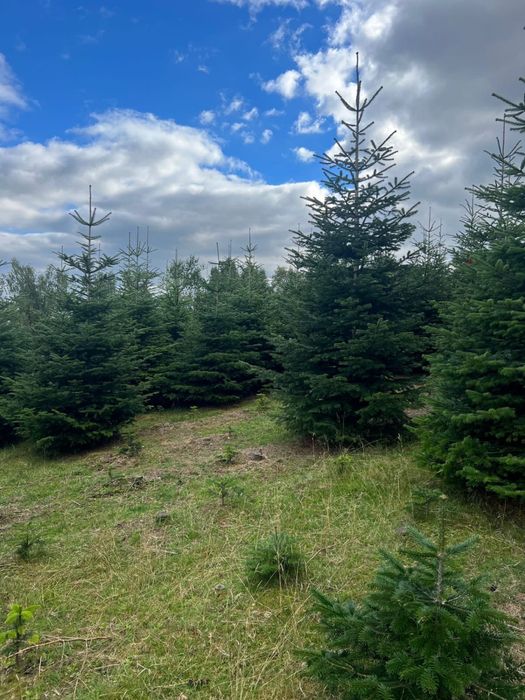 Brazi de Crăciun și cetinǎ