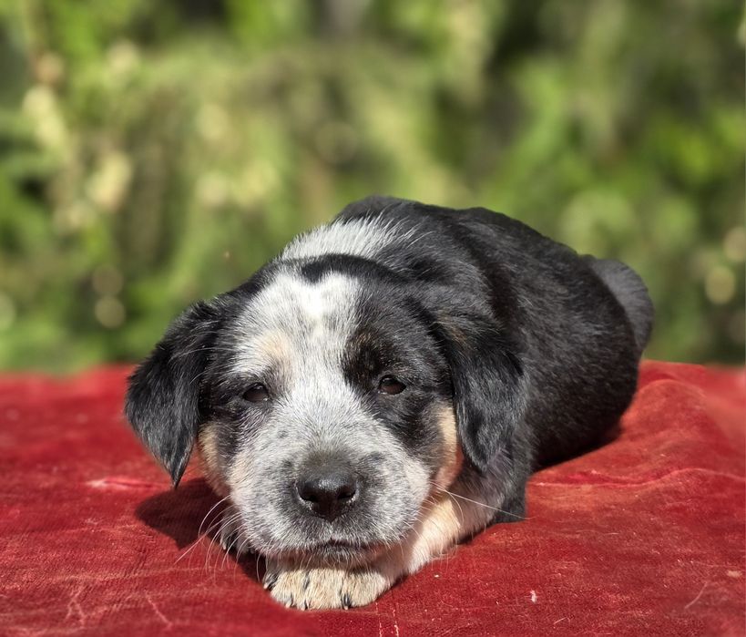 Срочно в доброе Руки! Метис сохотничным