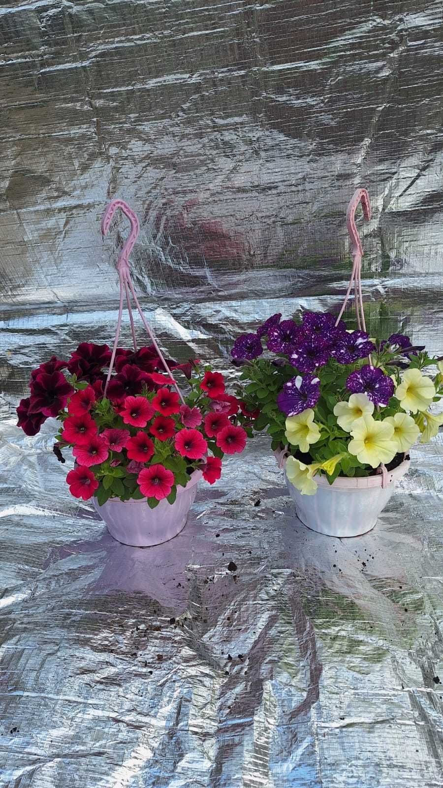 Muscate , zonale , dipladenia , petunia , verbena , sporul casei dalia