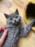 Fetiță British Shorthair