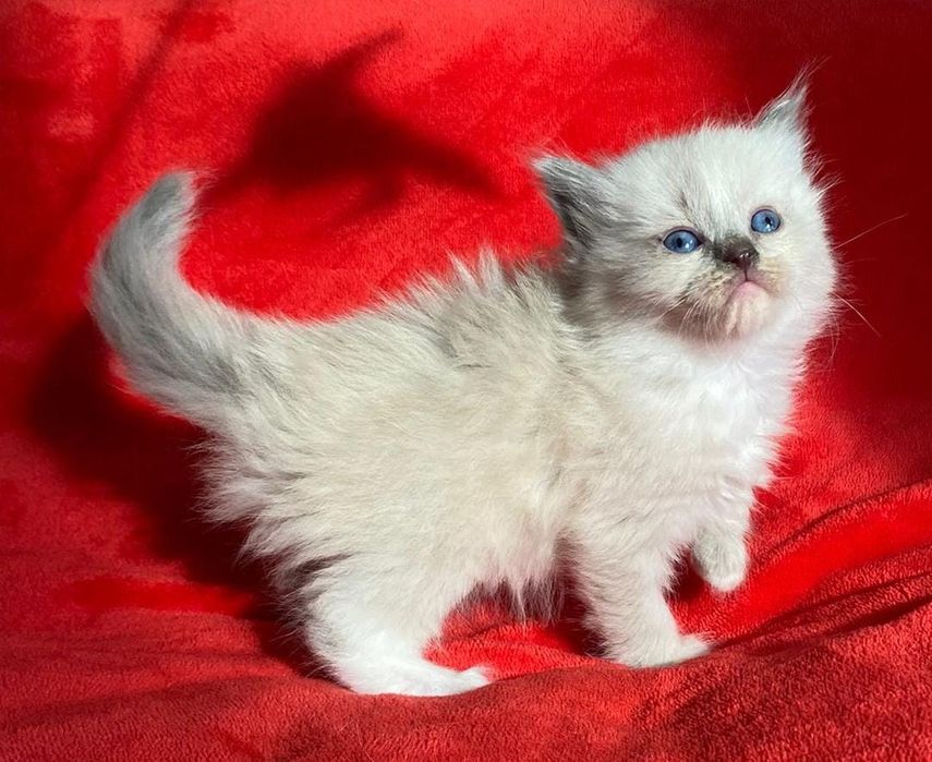 Motănel ragdoll disponibil