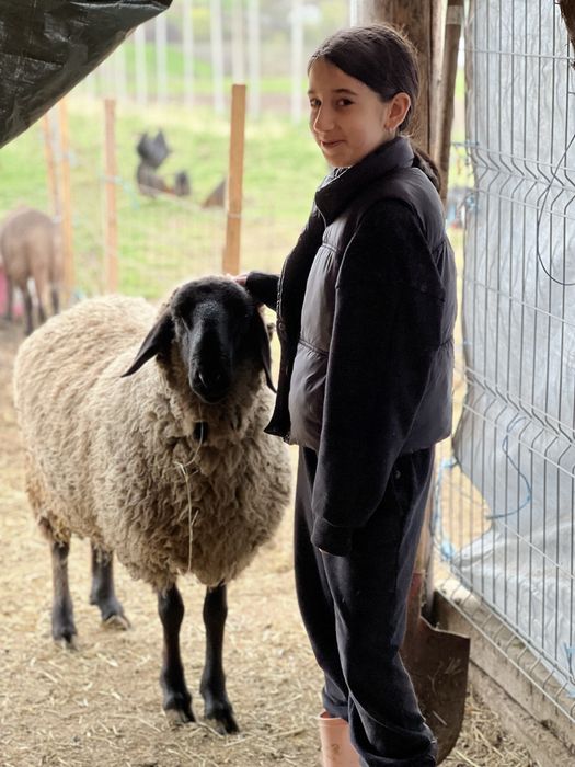 Vand 4 oi carabase si un berbec