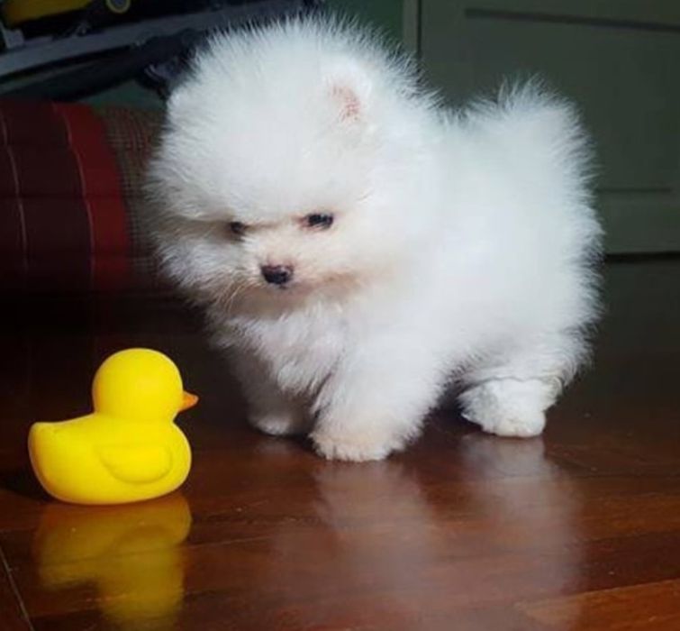 Померан мини Мъжко и женско