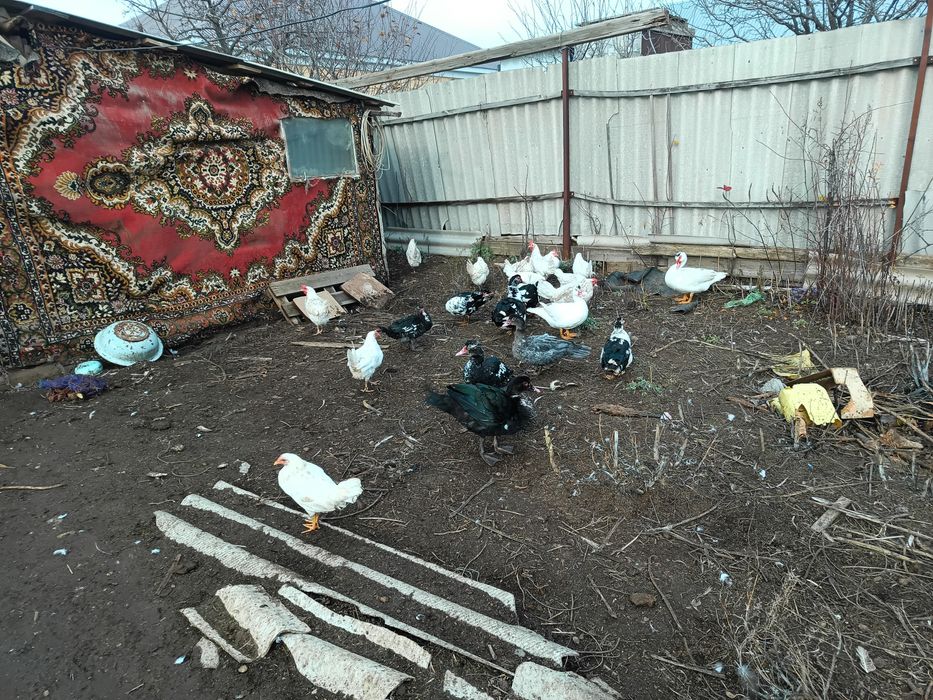 Тауықтар сатылады 1000тг ден или қазға обмен