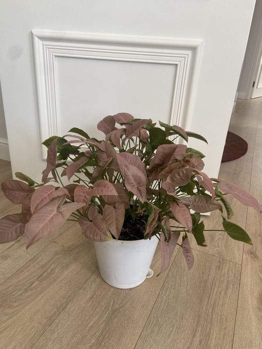 Огромный розовый Сингониум