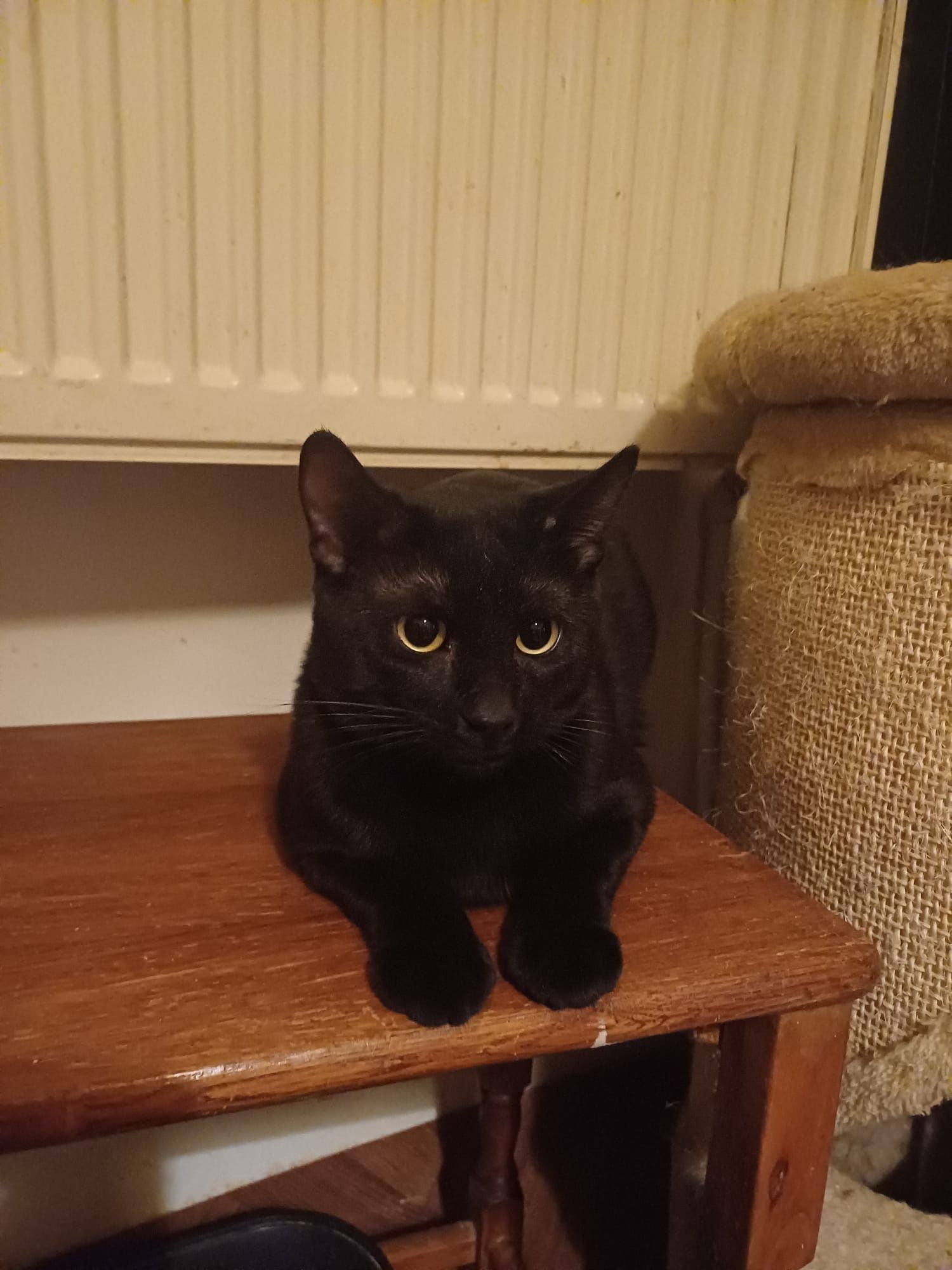 Motaneii de adoptat