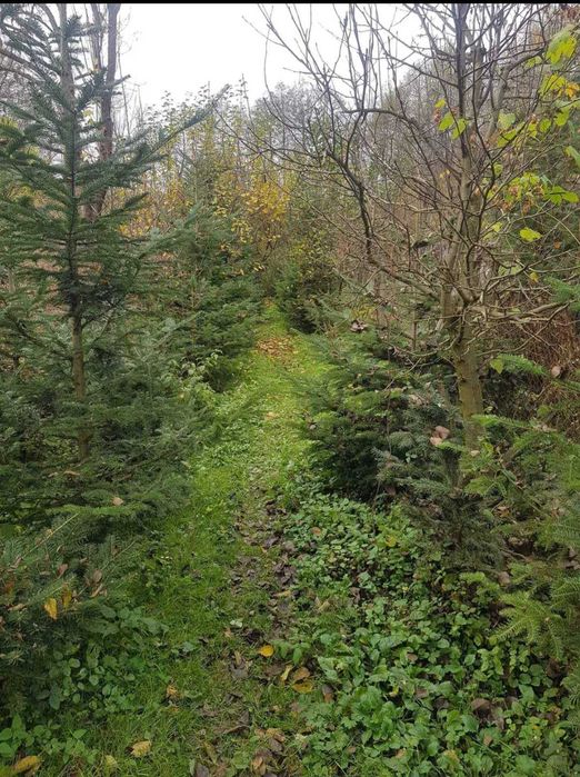 Brazi pentru nunti si diferite evenimente !