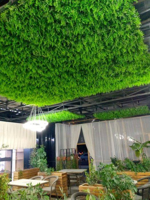 Продаётся декоративные растения производства Китай