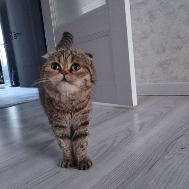 Шотландский фолд девичка хомиладор