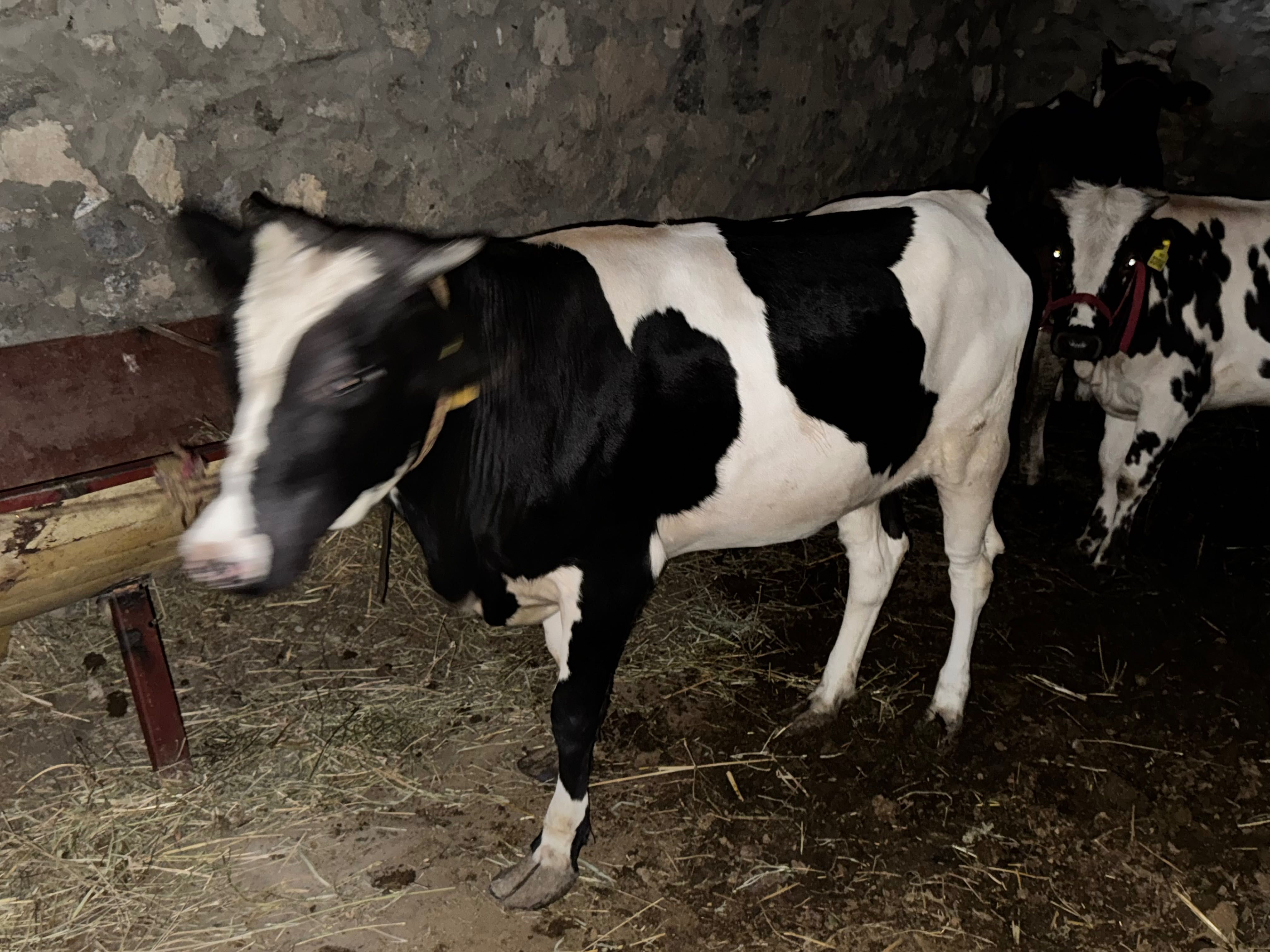 Моллар,пародали зур моллар