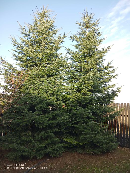 Brad natural pentru sărbători înălțime 7m