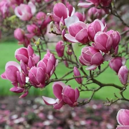 Magnolia rubra rustica