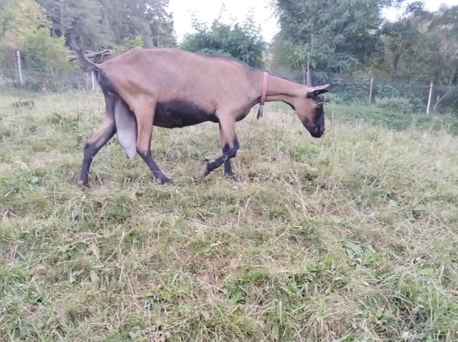 Capră alpină franceză