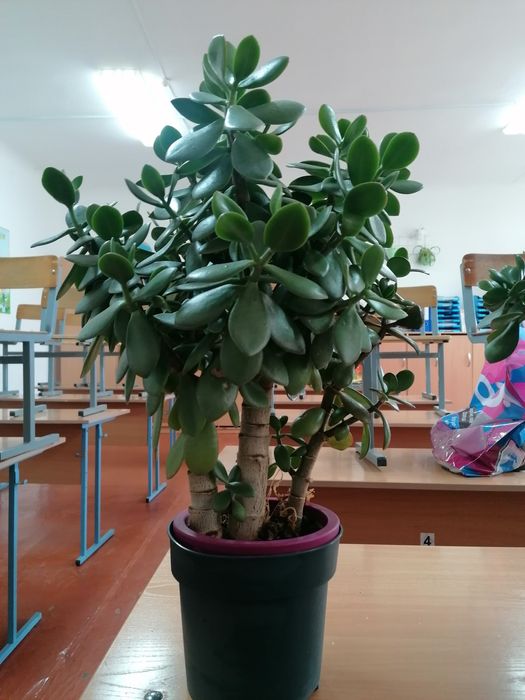 Толстянка/ крассула/денежное дерево