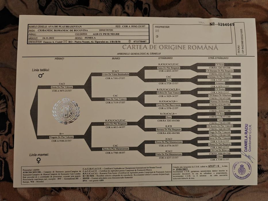 Ciobanesc Romanesc de Bucovina