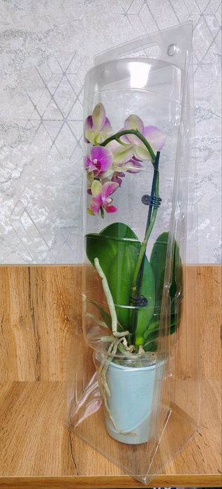 Продам Орхидеи Phalaenopsis
