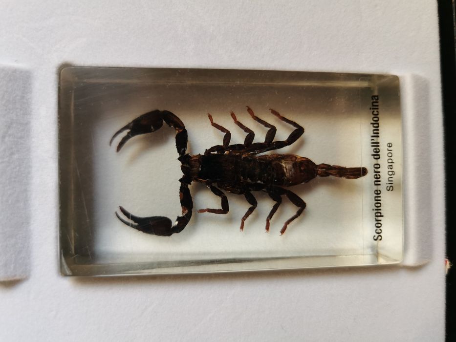 Vând Insecte De Colecție În Rășină