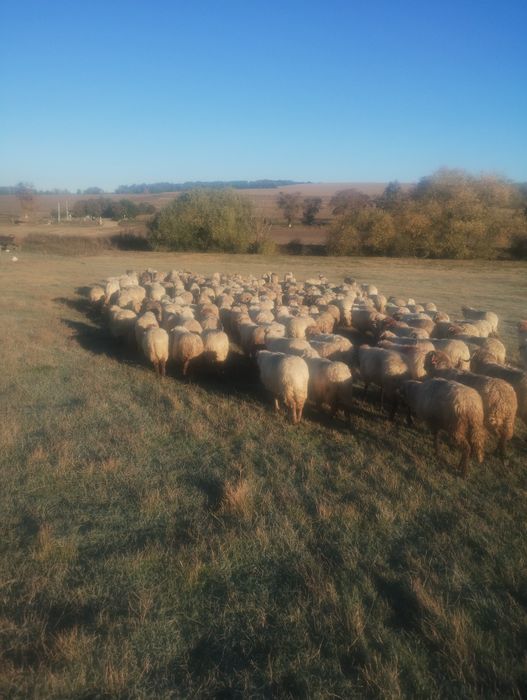 Oi și berbeci reformă