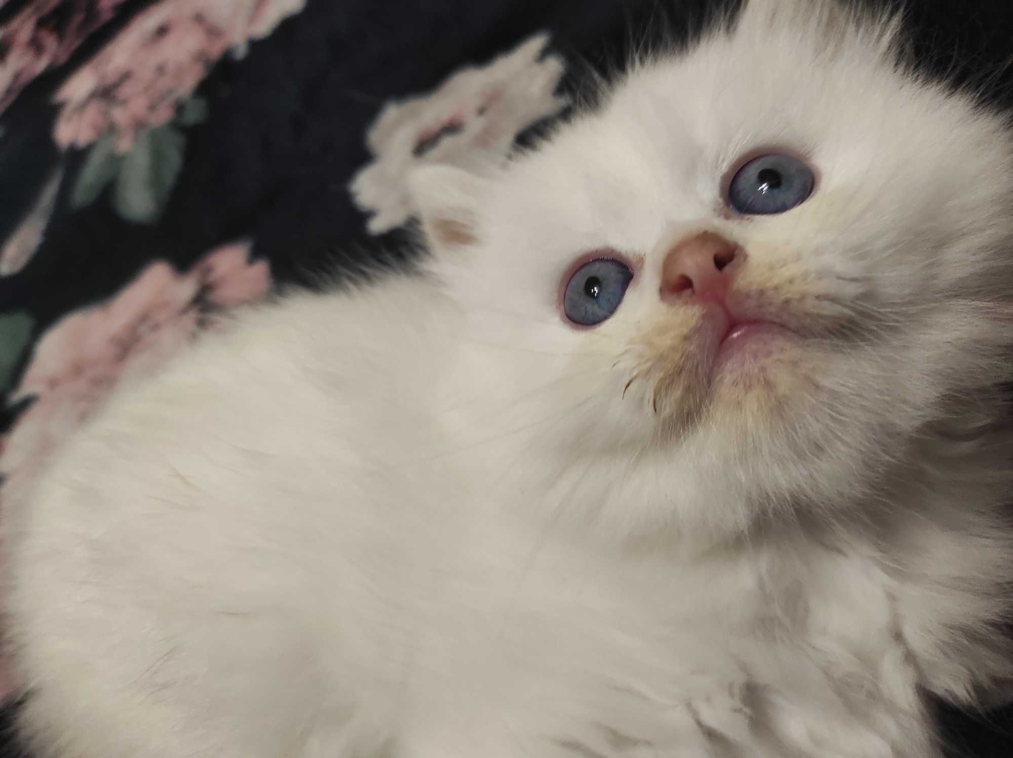 Персийско коте със сини очи
