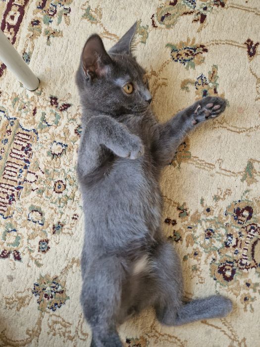 Отдам котёнка в добрые и заботливые руки