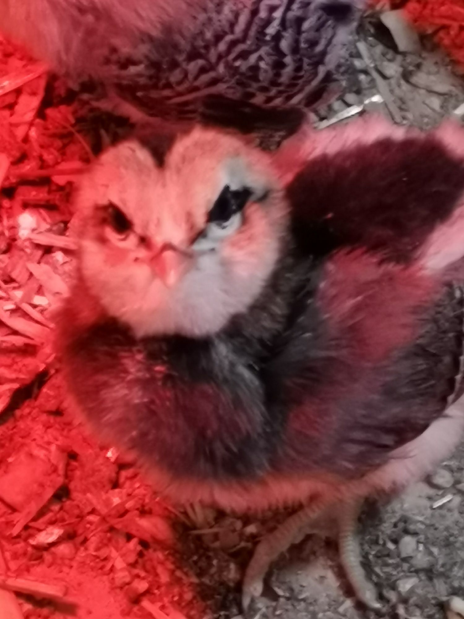 Pui araucana potarnichiu sălbatic