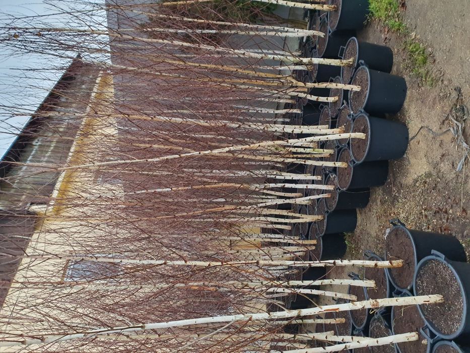 Mesteacăn alb/ Tei / Platani/Paltin /Frasin Stejar/Artarde la 2 la 5m