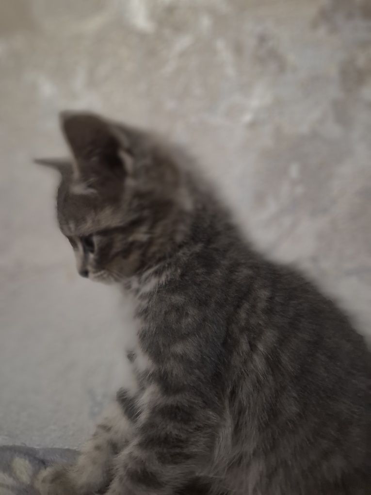 Котята Британцы в добрые руки
