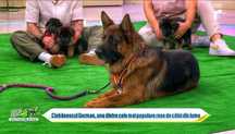 Ciobanesc German Talie mare cu pedigree impresionanti
