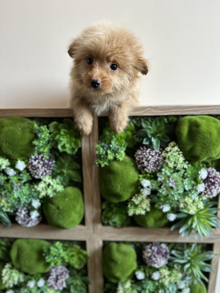Pomapoo/Той Пудел