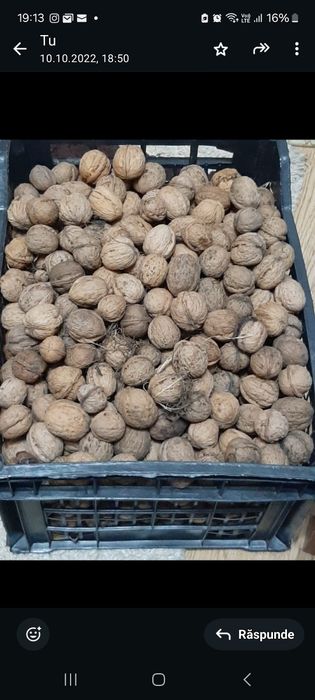 Nuci vanzare productie 2025