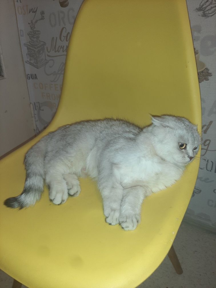 Продам породистую кошку
