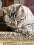 BRR. Bengal Oq Anta 1.5 yosh