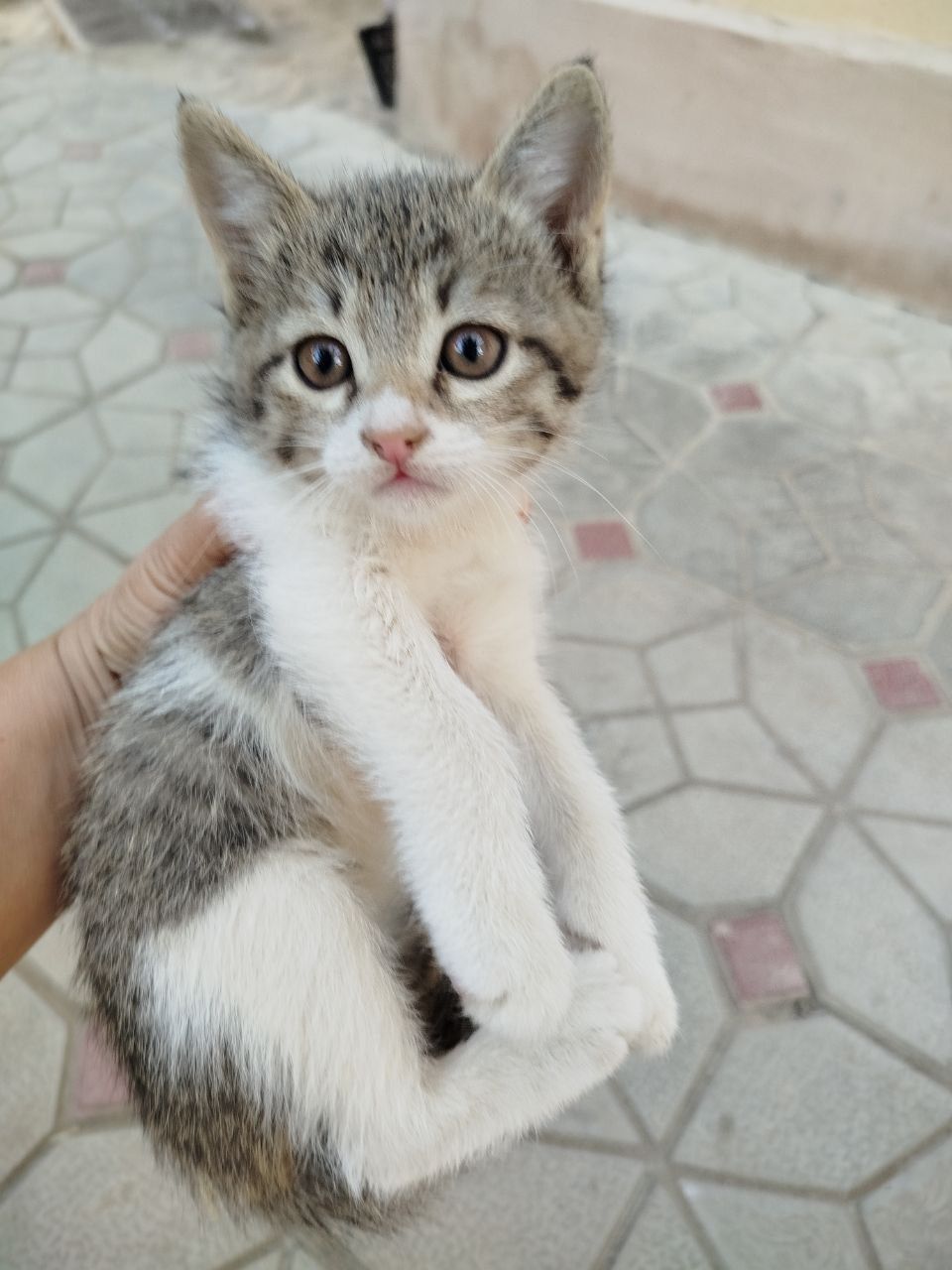 Отдам в хорошие руки котят