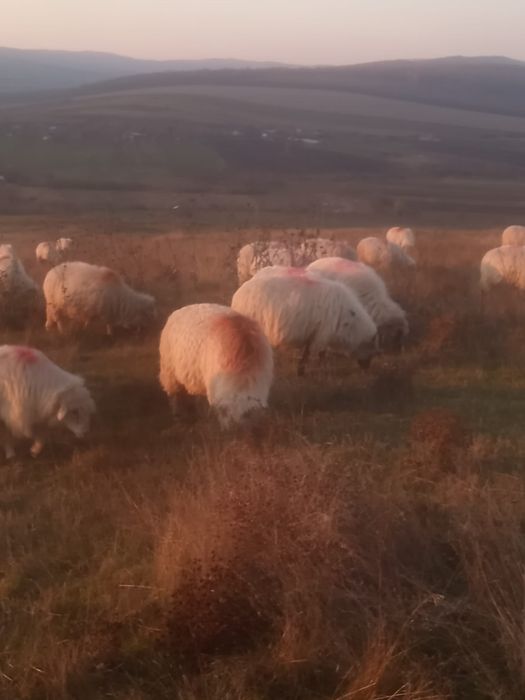 Vand 130 de oi din rasa turcana