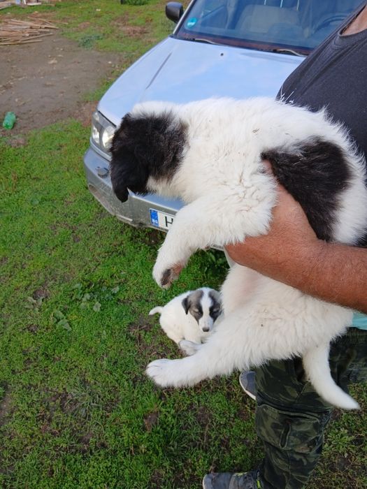 Каракачанки Българско овчарско куче.