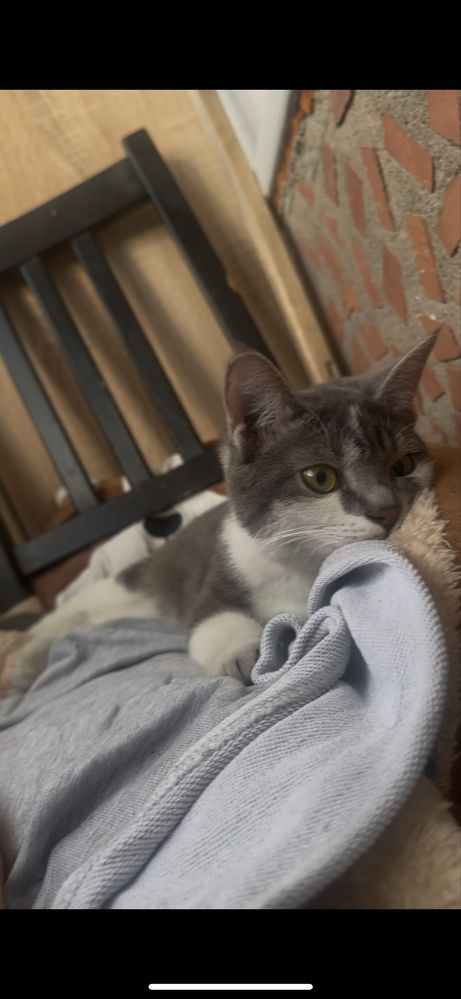 Котенок Васька.