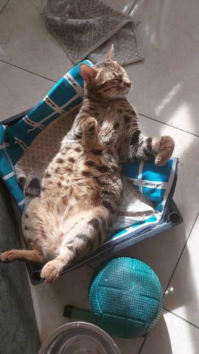 Отдам бенгальского кота