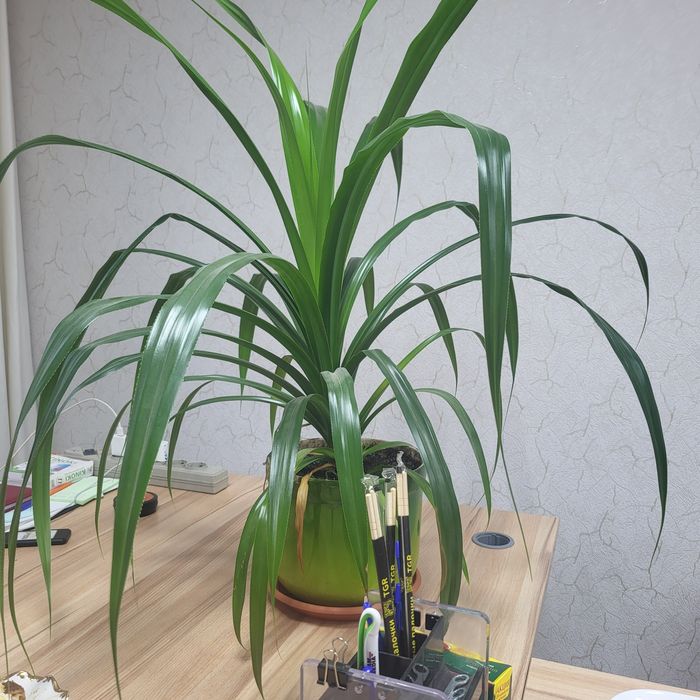 Продам комнатное растение Пальма Винтова