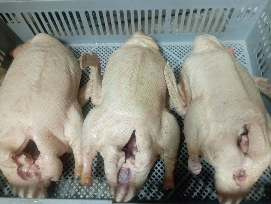 Продаём мясо уток