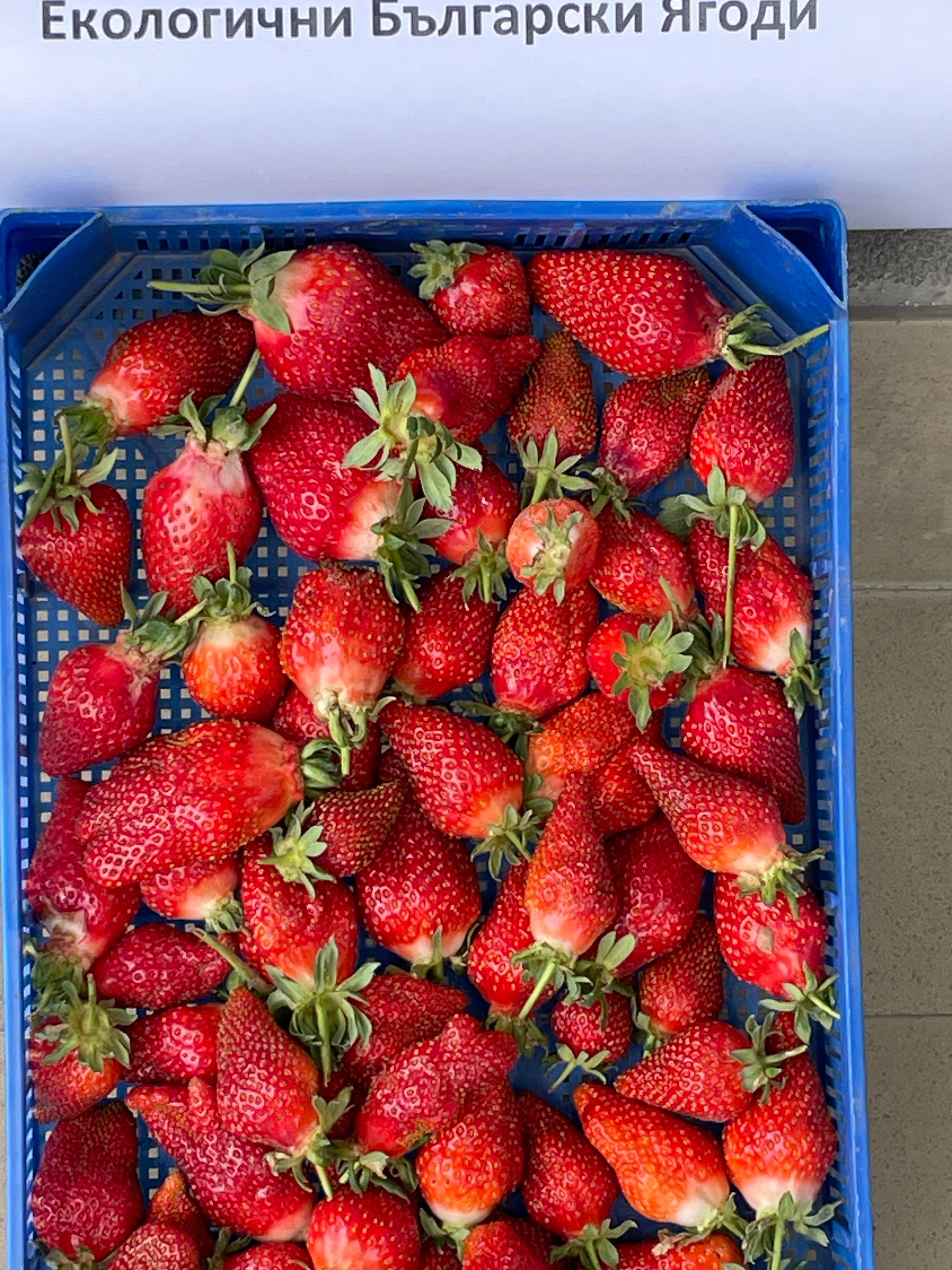 Екологични , не пръскани ягоди от производител.