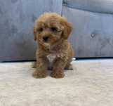 Maltipoo deosebit